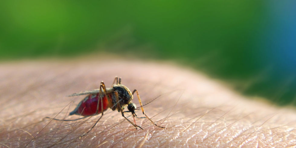Mosquito-Malaria-Prevention-Tips-Festac-Online